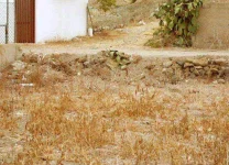 find the cat.webp