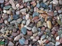 find the frog.webp