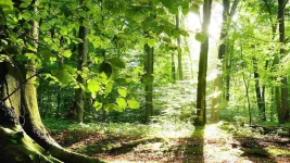 3. Forest.webp