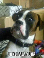 Baffled boxer.webp