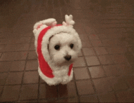 giphy_s.gif