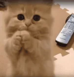 kitten.webp kitten.webp