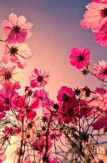 a309940fd9a9e000.webp