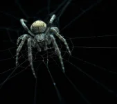 spider-wallpaper-11024081.webp