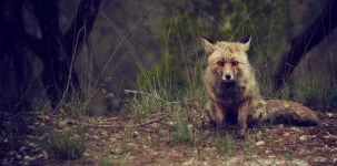 fox-1477172_1920.webp