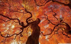 tree_82-wallpaper-1680x1050.webp