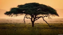 umbrella_thorn_acacia_tree-wallpaper-5120x2880.webp