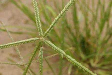 359px-Eleusine_indica_86.webp 359px-Eleusine_indica_86.webp