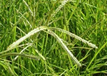 paragis.webp paragis.webp
