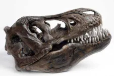 Dino-Skiull-483440.webp