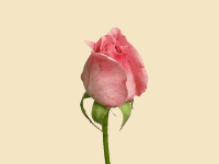 5fff01615f31f19f4f8880ae0211e9b6.gif