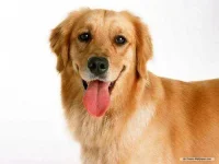 Dog.webp Dog.webp