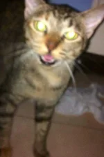 22054363_1445552035498669_1851726234_n.webp