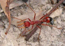 Bulldog-Ant-Photos.webp