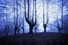3-forest-e1422396694907.webp