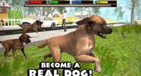 dogsi.webp