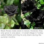 22548977_1756470964385985_2915163395818617464_o.webp