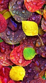 wet_leaves.webp