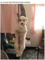 pole dancing.webp