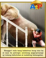 Elephant 1.webp