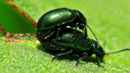 bugs-mating.webp