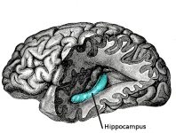 Gray739-emphasizing-hippocampus.webp