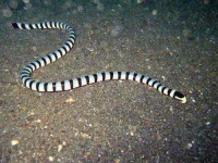 Laticauda-colubrina-2.webp