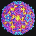 enterovirus-d71.webp enterovirus-d71.webp