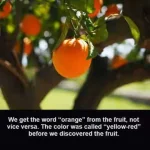 27336737_2016906025191129_419673967138219806_n.png.webp