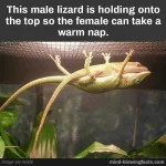 27331545_1584902581607323_1652235086176396578_n.webp