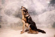body-art-paintings-nature-inspired-illusions-animal-1.webp
