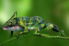 nature-animal-bodypainting-chameleon-johannes-stoetter-88.webp
