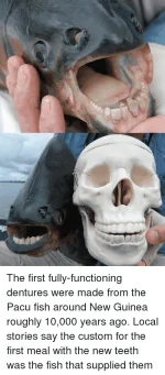 the-first-fully-functioning-dentures-were-made-from-the-pacu-fish-27321427.webp