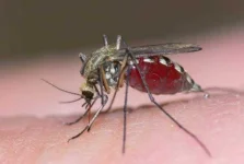 mosquito 2 SS.webp