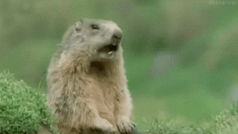 unnamed.gif