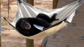 g_meetthechimps_photo01_20115_43f4ceac.jpeg.jpg