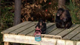 g_meetthechimps_photo02_20115_805ff571.jpeg.jpg