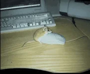 1603884879466.webp