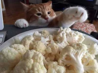 cats-dogs-s†éáling-food-205-5f45fd0ddd2d4__700.webp