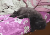 cats.webp