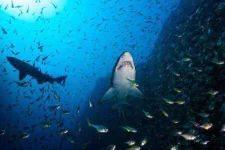 Sand tiger sharks hunting.webp