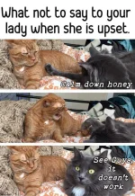 catto relationship.webp
