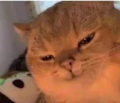 cat evil face.webp