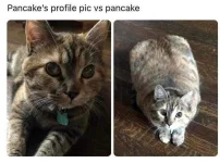 cat.webp