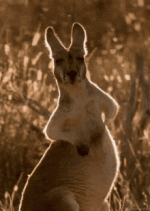 kangaroo-rubbing-belly.gif kangaroo-rubbing-belly.gif