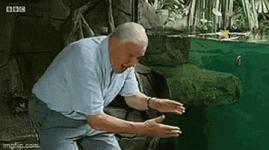 60wzoj.gif