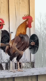avngers chickens.gif