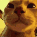 cat spot.gif