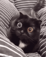 eye cat.gif