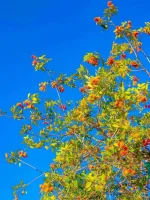 8k3dOSf.webp